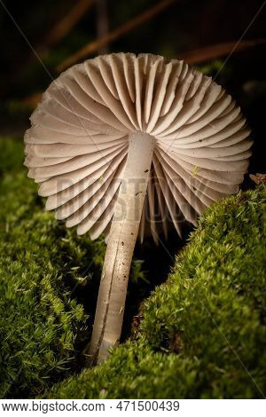 The Gilled Underside Of A Common Bonnet Mushroom.
