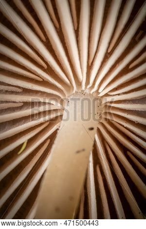 Closeup Of The Gilled Underside Of A Common Bonnet Mushroom.