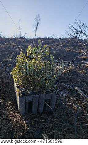 Sapling Seedling Tray Full Of Holm Oak Rootballs. Restocking Of Forests Destroyed By A Wildfire