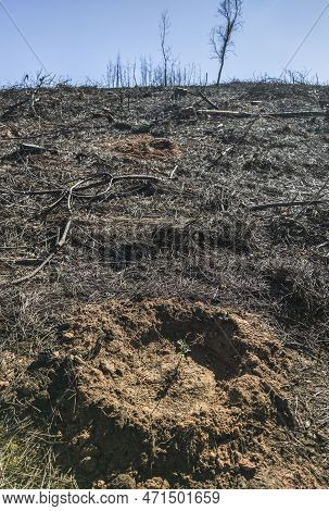 Charred Landscape With Newly Planted Oak Saplings. Restocking Of Former Forests Destroyed By A Wildf