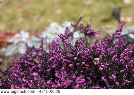 Closeup Of The Flowers Of Heather Erica Carnea Challenger.