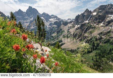 Orange Paintbrush Along Steep Slope Overlooking Paintbrush Divide Trail In Grand Teton National Park