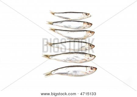 Pesce spratti (clupea sprattus)