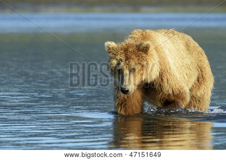 Medvěd grizzly