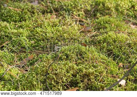 Mossy Higher Plants Or Bryophytes In Autumn Forest. The Theme Of Biology, The Science Of Mosses. For