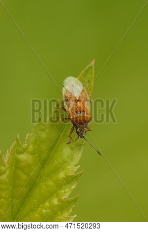 Vertical Natural Closeup On A Small Birch Catkin Bug, Kleidocerys Resedae On A A Green Leaf