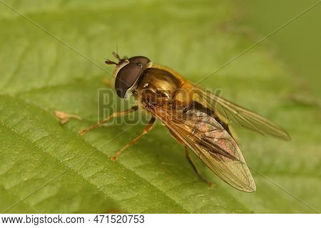 Natural Closeup On A European Hoverfly Species, Epistrophe Eligans Sitting On A Green Leaf In The Ga