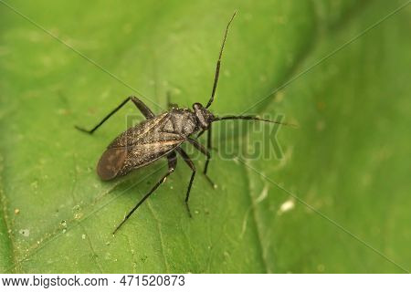 Detailed Closeup On A Dark Mirid Plat Parasite Bug, Orthocephalus Coriaceus Sitting On A Green Leaf