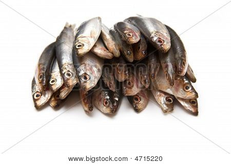 Sprotten Fisch (Clupea Sprattus)
