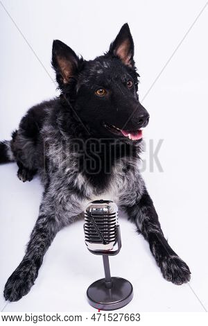 Beatiful Mudi Dog Singing Into A Microphone In Studio Ehite Background