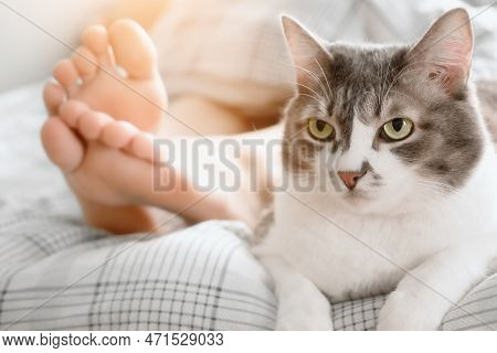 Beautiful Gray Cat Lies At Feet Of Hostess On Bed. Care And Grooming Of Pet. Cozy Atmosphere. Lifest