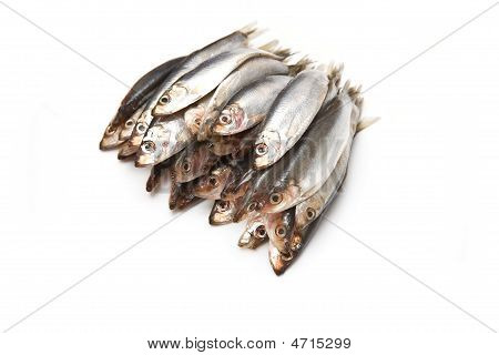 Pesce spratti (clupea sprattus)