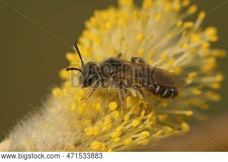 Detailed Closeup On A Small , Cute ,female Red Bellied Miner, Andrena Ventralis, Sitting On A Twig I
