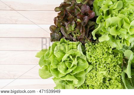 Group Of Hydroponic Vegetables On Wooden Background. Green Butter Head, Red Oak, Green Oak, Green Co