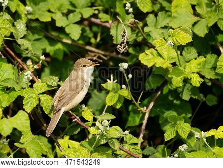 Close-up Of A Perched Common Whitethroat, Uk.
