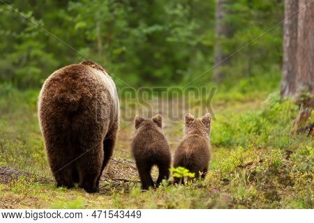 Close Up Of Eurasian Brown Bear (ursos Arctos) Mama With Her Cubs Heading Back To A Forest, Finland.