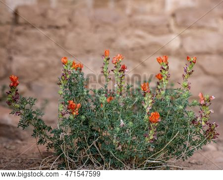 Penstemon Blossoms Grow In Front Of Ciff Dwelling In Mesa Verde National Park