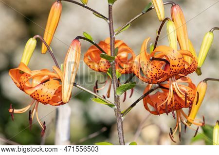 Tiger Lily (lilium Henryi) Flowers
