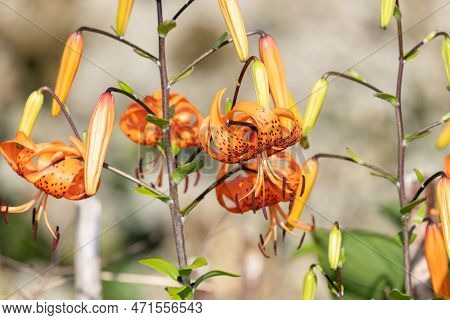 Tiger Lily (lilium Henryi) Flowers
