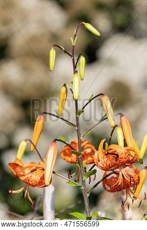 Tiger Lily (lilium Henryi) Flowers