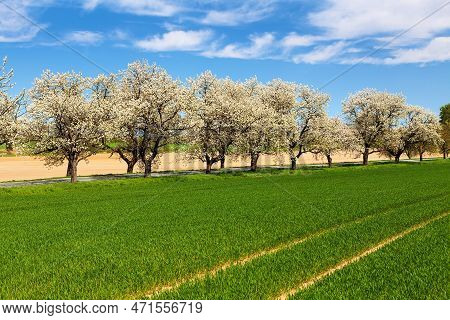 Green Field, Road And Alley Of Flowering Cherry Trees In Latin Prunus Cerasus With Beautiful Sky. Wh