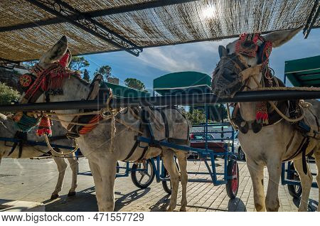 Donkeys In The Town Of Mijas, Andalusia, Southern Spain