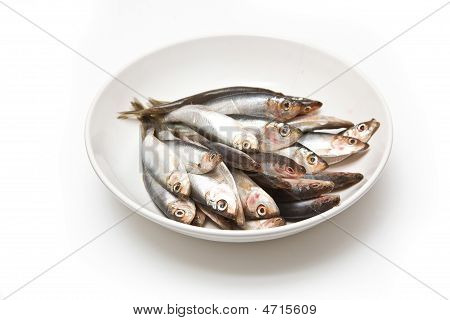 Schale mit Sprotten Fisch.