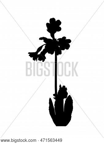 Vector Cowslip (primula Veris) Plant Silhouette Isolated On White Background