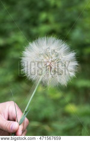 Tragopógon Is A Big Dandelion, A Genus Of Herbaceous Plants Of The Astrovy Family, Asteraceae. A Man