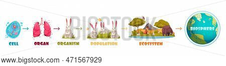 Biological Hierarchy Vector & Photo (Free Trial) | Bigstock