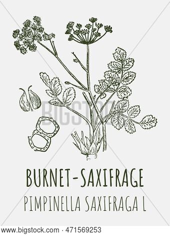 Drawings Of Burnet Saxifrage. Hand Drawn Illustration. Latin Name Pimpinella Saxifraga L.