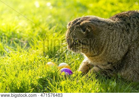 Cat And Easter Eggs On Green Grass.easter Egg Hunter.finding Colored Eggs In The Grass.easter Tradit
