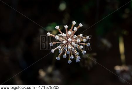 Snowball Sand-verbena Looks Like A Firework Before Opening In Center Of Image