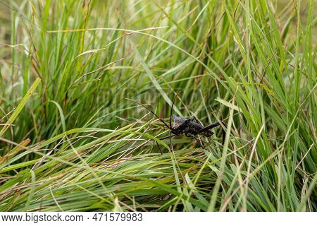 Leaffooted Bug In Tall Grass On Andrews Bald In The Smokies