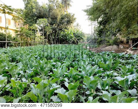 Green Radis Farm Close Up. Green Background.