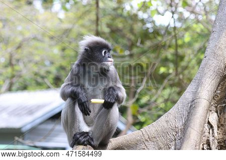 Cute Adult Dusky Leaf Monkey (trachypithecus Obscurus) Sits On A Tree And Eats Treats From Humans.