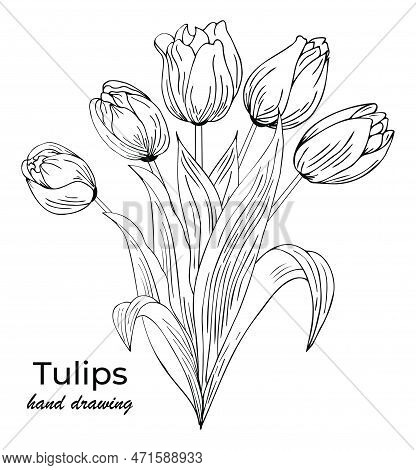 Beautiful Realistic Flowers, Tulips. The Composition Is Drawn By Hand. Great Idea For Invitations, P