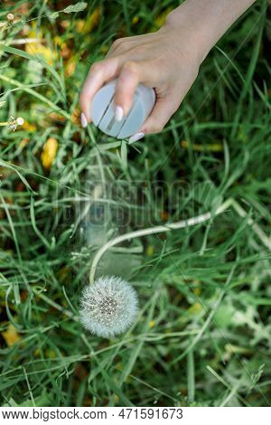 Wreath Of White Dandelions. Step By Step Instructions. Step 1. Womans Hand Sprinkles Hairspray On Da