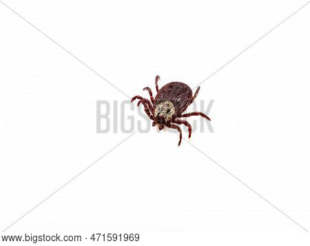 Infectious Dermacentor Dog Tick Arachnoid Parasite Insect Macro Isolated On White Background.