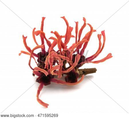 Hamamelis Red Flower Isolated On White Background