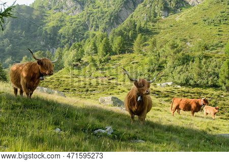 Highland Cattles Grazing In A Mountain Pasture