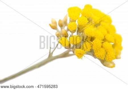 Helichrysum Flowers Isolated On A White Background