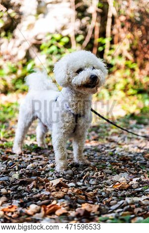 The Cute White Curly Bishon Frise Dog On The Walk