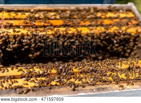 Beekeeping Wooden Hives With Bees. Beehive Frames Full Of Bees.