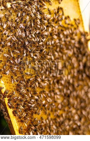 Organic Beekeeping Insects Working. Bees Apiary Honeycomb Close Up.