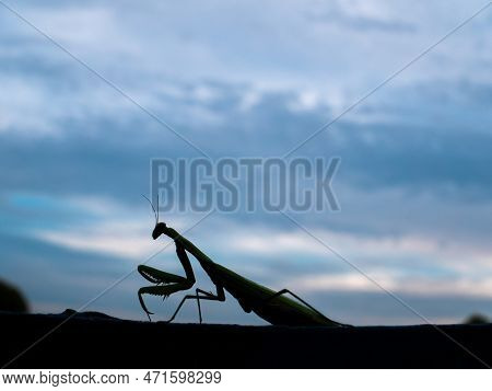 Animal Insect Green Religious Mantis Is A Family Of Arthropods.