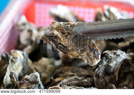 Grilled Fresh Oyster In Taiwan, Famous Street Food.