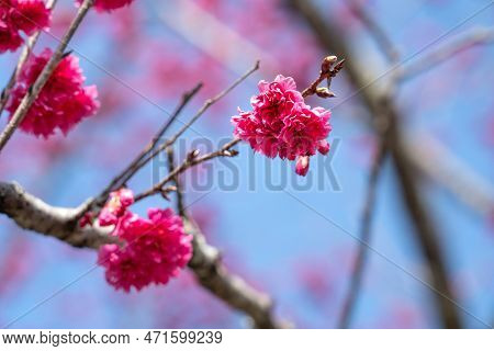 Beautiful Yae Sakura Cherry Blossom Blooming In Taiwan.