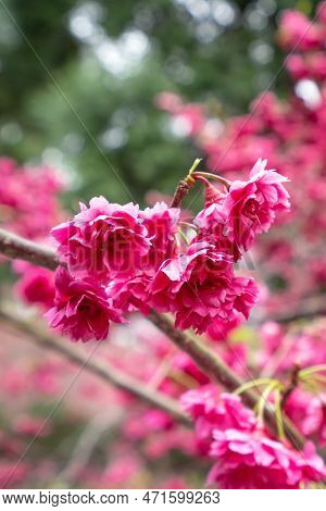 Beautiful Yae Sakura Cherry Blossom Blooming In Taiwan.