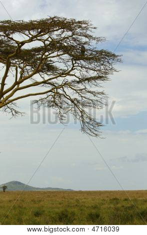 Baum in Afrcian savannah